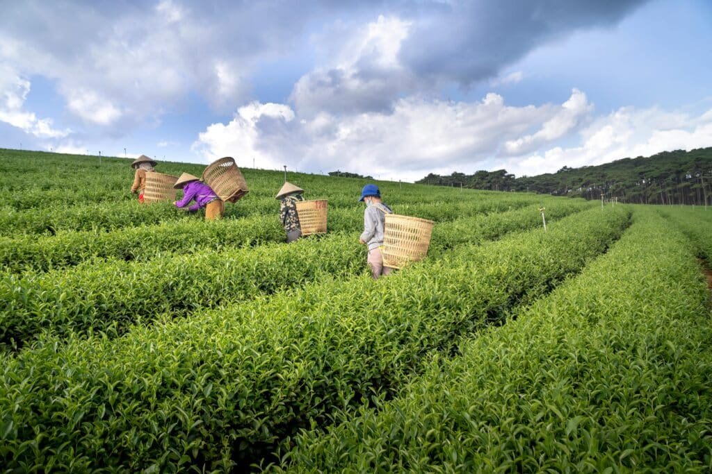 The Magic of Moc Chau Vietnam