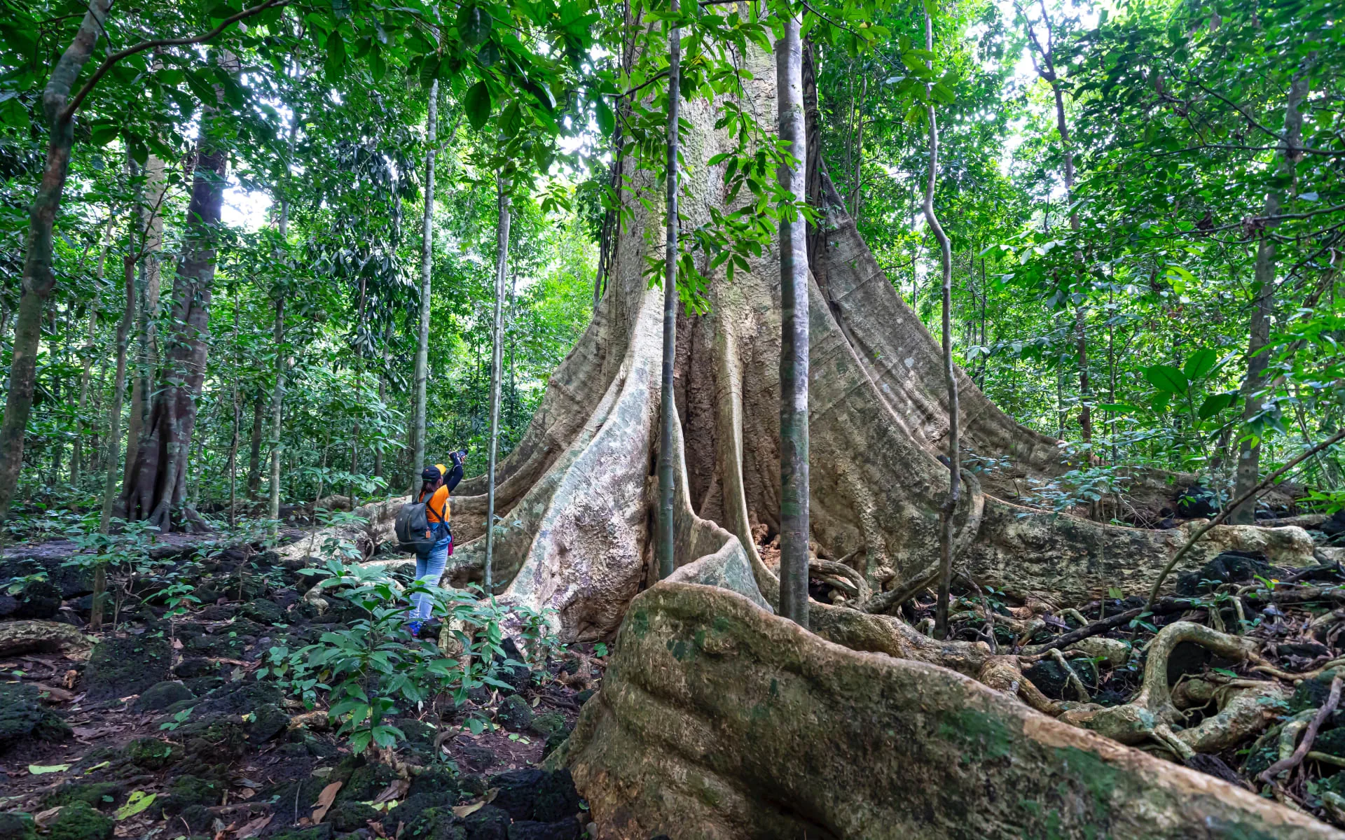cat_tien_national_park_pexels_quang_nguyen_vinh_edeg1t
